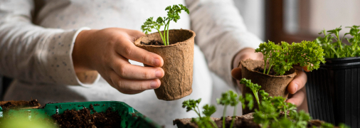 Яке насіння вимагає замочування, а яке краще сіяти сухим