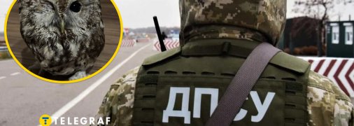 На заході України ДПСУ допомогли пораненій сові