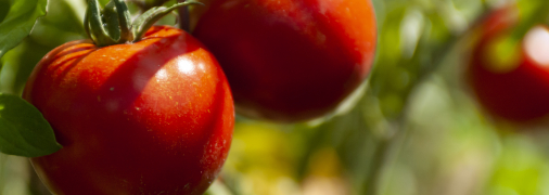 З цим добривом помідори швидше дозріватимуть