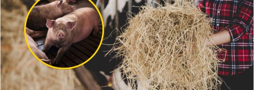 Як правильно утримувати свиней