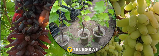 Как из веточки винограда вырастить целый куст