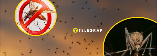 Як боротися з комарами