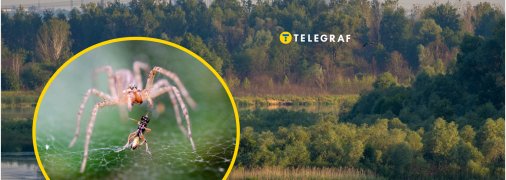 Рідкісний павук