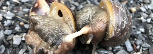 Спаривание улиток