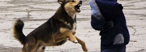 "Могут напасть без повода": в Украине начали происходить массовые атаки собак на людей