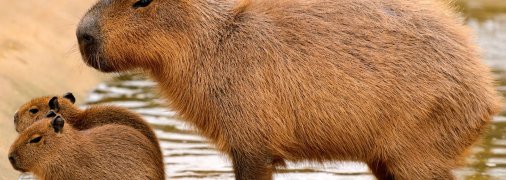 Капібари - соціальні тварини і в природі живуть групами