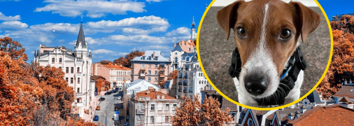 Джек-рассел-терьер