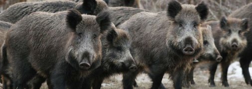 Люди боятся гонять: дикие звери устроили "свиной террор" в Черкасской области (видео)