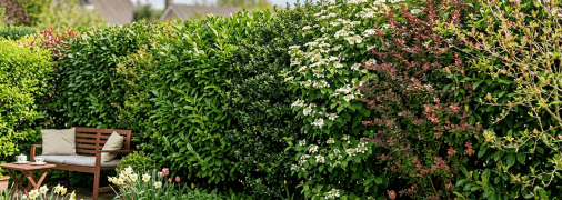 Эти кустарники вырастут в полноценную живую изгородь