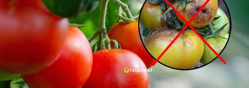Які сорти помідорів не бояться фітофтори