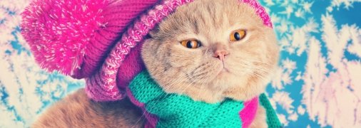 Сделали расклад Таро для каждого знака Зодиака на неделю с 4 по 10 декабря