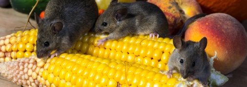 Натуральний метод боротьби з маленькими гризунами