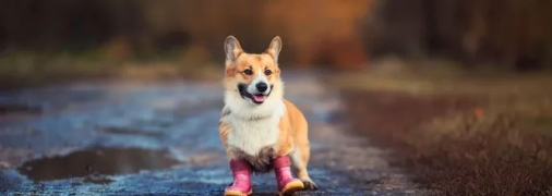 Собака-гуляка