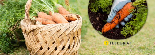 Морква виросте великою та смачною