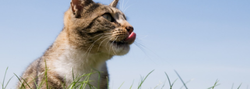 Яке церковне свято 26 серпня 2025 - День пам'яті мучеників Адріана та Наталії