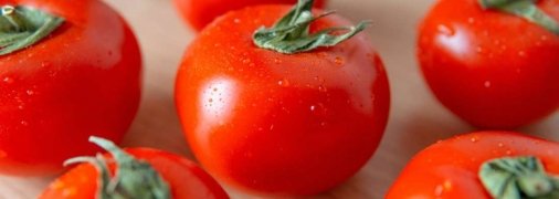 Какая болезнь может уничтожить урожай томатов