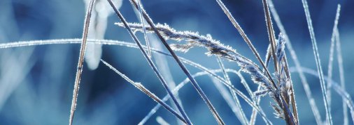 Іній на траві