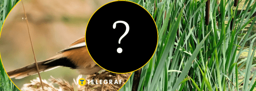 Рідкісного птаха побачили в центрі України