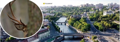 Дикі тварини