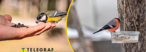 Корм для тварин