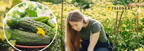 Як підгодувати огірки дріжджами