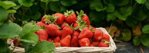 Чтобы получить вкусную и полезную клубнику, фермер должен очень сильно вложиться в нее.