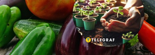 Календар посадки овочів в Україні