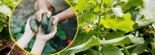 Почему огурцы вырастают горькими