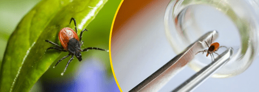 Колаж "Телеграфу"