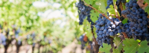Как подготовить виноград к зиме - советы