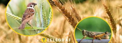 Воробьи против саранчи