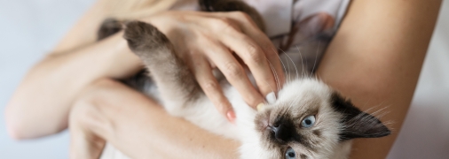 Кішка на руках не завжди почувається комфортно