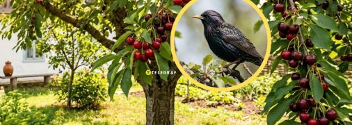 Скворцы часто уничтожают весь урожай черешень