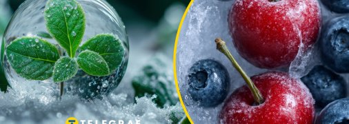Заморозки знищили майбутній урожай ягід в Україні