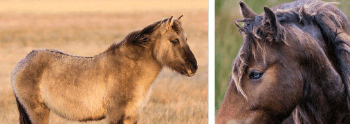 Тарпан, дикий кінь