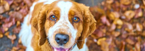 Яке сьогодні свято — Симеонів день