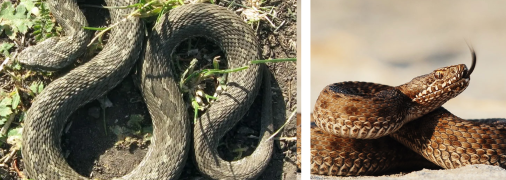 Гадюка степова