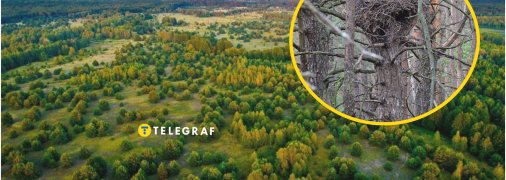 Редкая птица