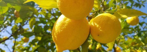 Лимони