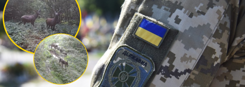 На камеру потрапили різноманітні тварини