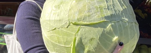 Белокочанная капуста