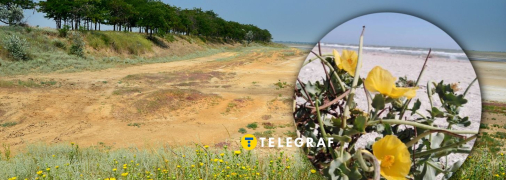 Мачок желтый расцвел в Одесской области