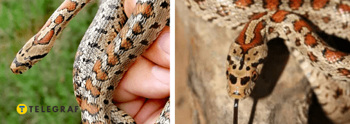 Леопардовий полоз