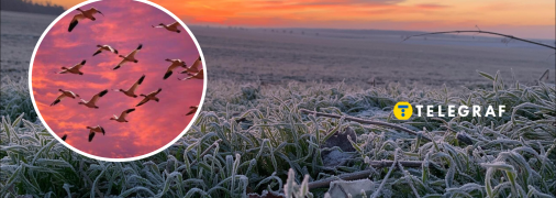 Перелет птиц