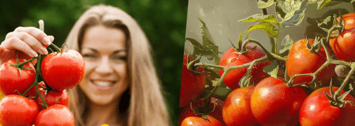 Уход за помидорами летом