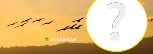 Такий птах особливо активний вночі