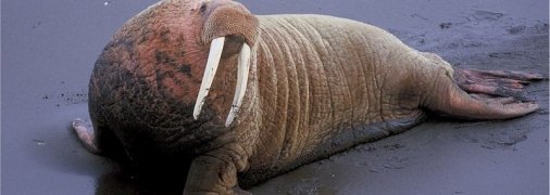 Моржи вернулись на берег Карского моря, где в 2019 году обнаружили их крупное лежбище