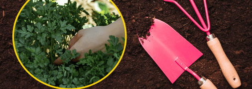 Посів петрушки