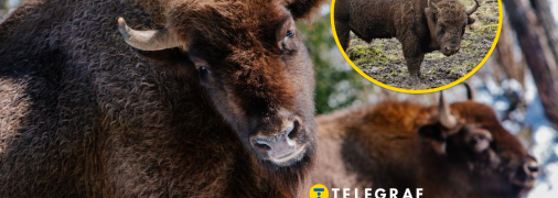 В Україні налічується кілька місць, де проживає панад 100 зубрів