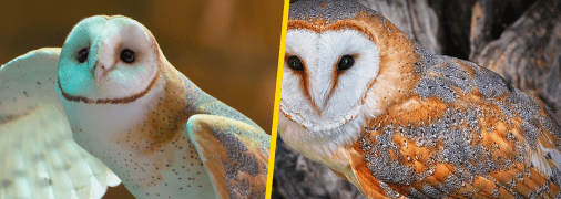 Сова сипуха